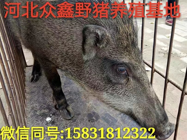 河南野猪养殖技术-河南野猪价格-河南特种养殖基地 