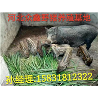 新乡野猪养殖场   大量批发优质野猪苗 