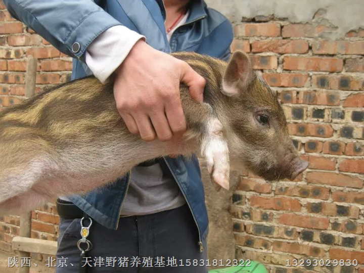 沧州野猪养殖场肃宁青县特种野猪肉价格 