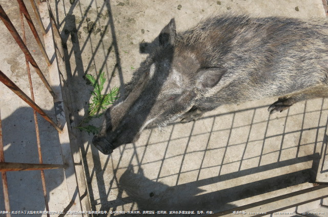 陕西纯种野猪价格 特种野猪肉价格 