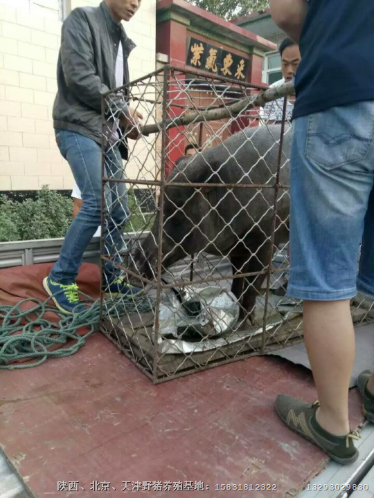 江苏野猪肉价格 南京纯种野猪养殖基地 