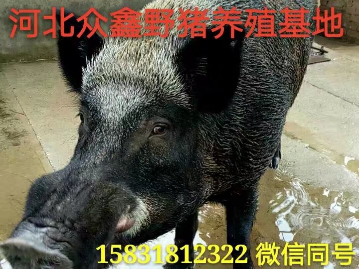 河北邯郸野猪养殖场   批发优质野猪苗 