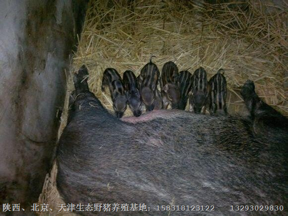 北京大兴纯种野猪价格 怀柔野猪养殖基地 