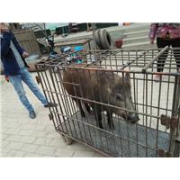 鹤壁野猪价格-鹤壁野猪养殖-鹤壁野猪肉 