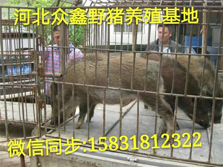 山西野猪养殖技术-山西野猪价格-生态野猪养殖基地 
