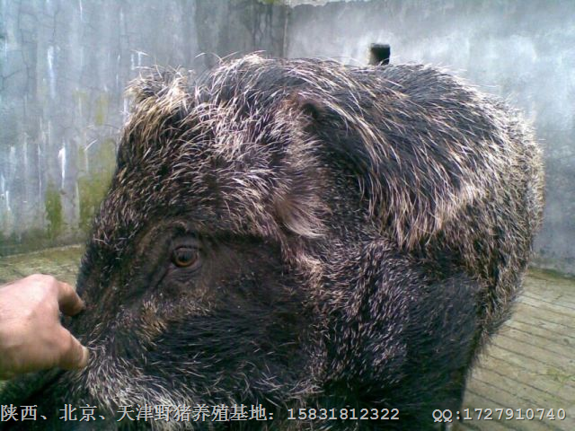 安徽纯种野猪-纯种野猪养殖-野猪养殖基地 
