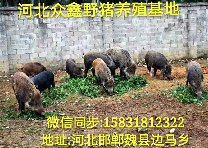 呼和浩特野猪 内蒙古大型野猪养殖交易中心 