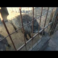 许昌特种野猪苗 漯河纯种野猪养殖基地 