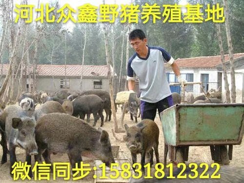 湖北野猪养殖技术-湖北野猪价格-生态野猪养殖基地 