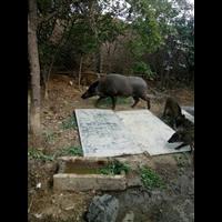 连云港特种野猪肉 淮安纯种野猪养殖基地 