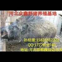 张家口地区适合养殖野猪吗？ 野猪利润可观吗 