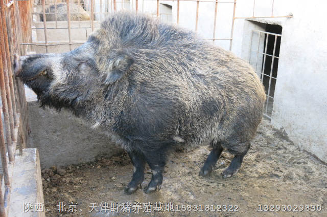 陕西野猪养殖场有好种猪吗？13293029830 