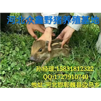 吉林野猪|  长春野猪养殖专业合作社 