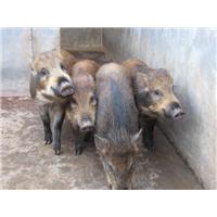 新疆野猪养殖基地 销售热线：15831812322 