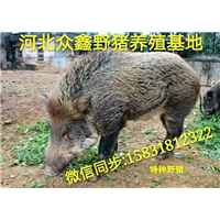南京野猪 江苏大型野猪养殖交易中心 