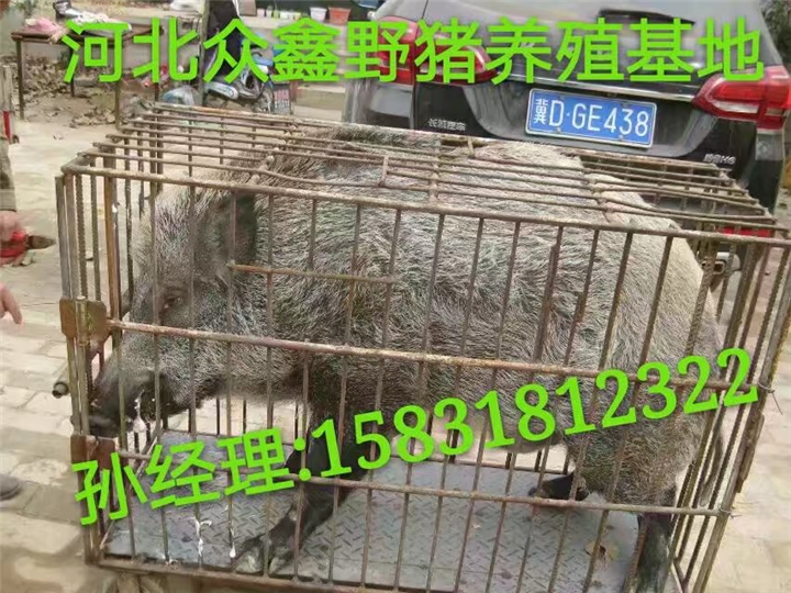 鹤壁野猪养殖基地  规模大   利润高 