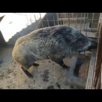 延边特种野猪苗价格 吉林纯种野猪养殖场 