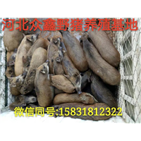 湖南野猪|    长沙野猪养殖专业合作社 