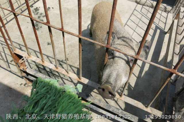 北京野猪肉-北京野猪价格北京野猪养殖基地 