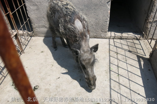 常州野猪肉苏州特种野猪南通野猪养殖基地 
