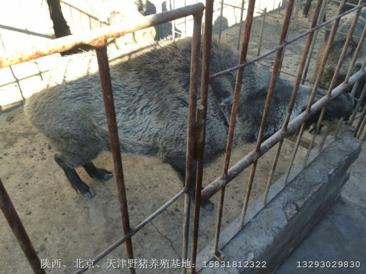 焦作野猪养殖技术 濮阳纯种野猪养殖基地 
