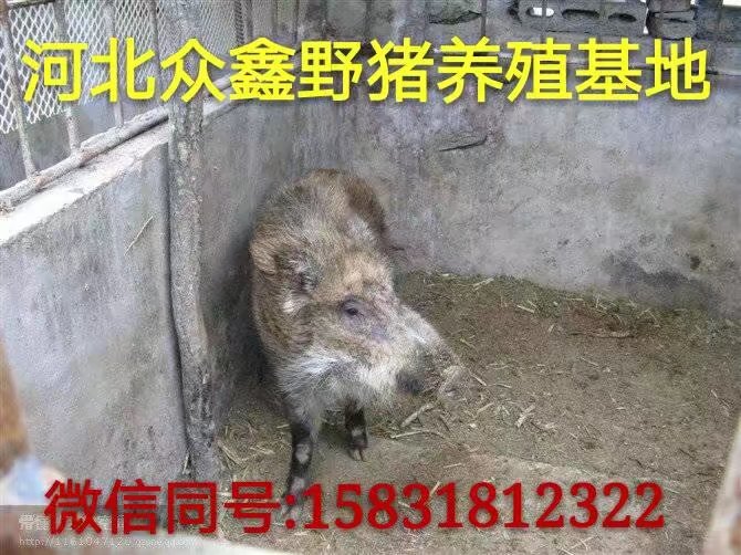 周口野猪养殖交易中心    利润高  质量好 
