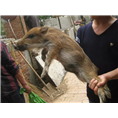 河北野猪肉|河南野猪肉|陕西野猪肉价格 
