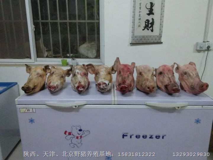 北京纯种野猪|延庆特种野猪养殖繁育基地 