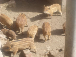 陕西省野猪驯养基地 