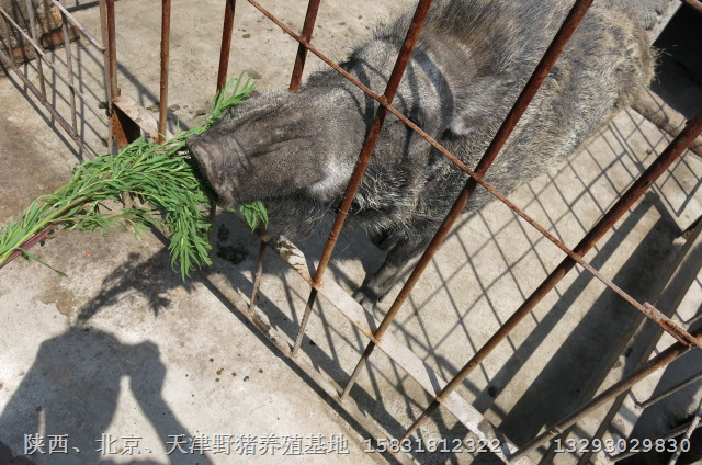 咸宁野猪肉价格 仙桃潜江野猪养殖基地 