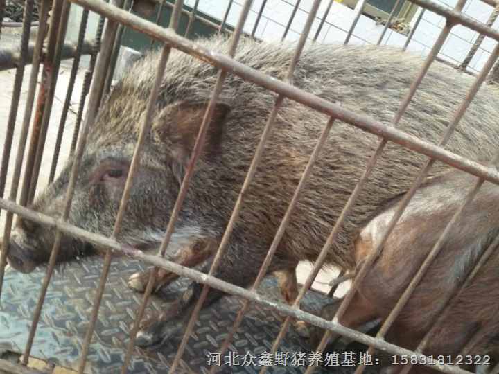 秦皇岛野猪开始散养  特种野猪肉供不应求 
