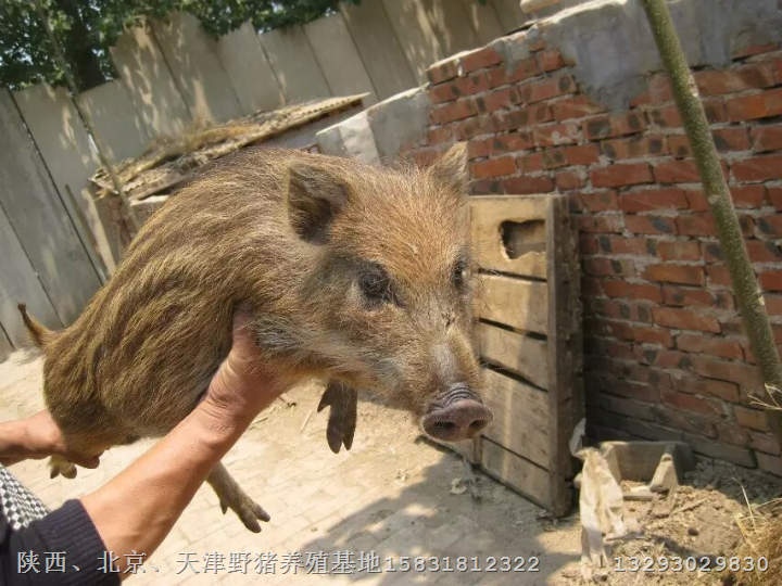 保定野猪肉正宗涿州高碑店野猪养殖基地 