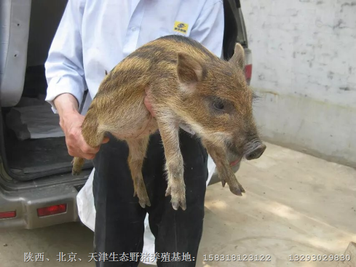 北京野猪东城野猪养殖 西城野猪肉价格 
