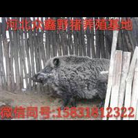 河北纯种野猪养殖基地 、价格有优惠吗？ 