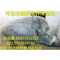 河北唐山纯种野猪养殖场  利润高 规模大 