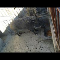承德野猪养殖 张家口纯种野猪养殖基地 