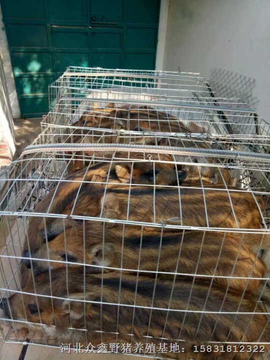衡水野猪养殖基地  河北野猪苗批发中心 