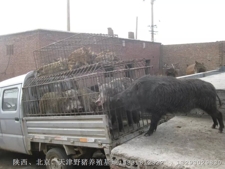 郑州野猪养殖场批发各种大小野猪及野猪肉 