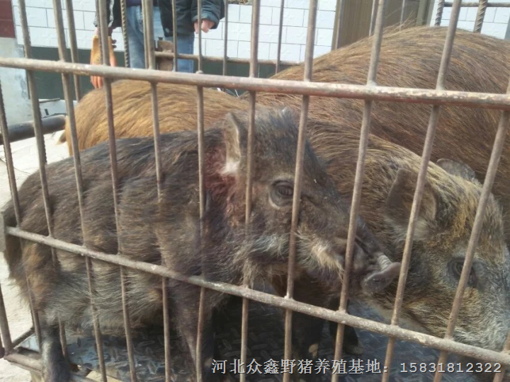 张家口野猪养殖基地  发展前景不错。。。 