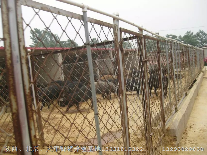 新乡小野猪价格焦作特种野猪养殖基地 