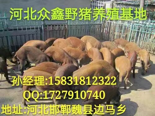 沧州野猪养殖场   批发野猪肉 口感好 