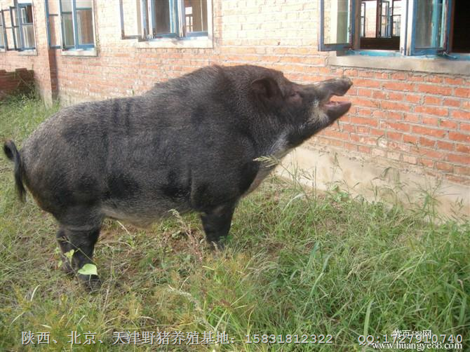 信阳野猪苗-信阳野猪养殖-特种野猪肉价格 