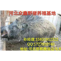 秦皇岛特种野猪养殖场   规模大  品种全 