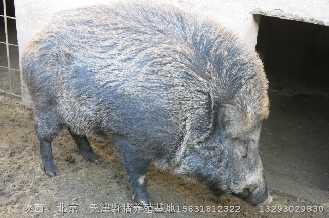 潜江野猪仔价格恩施野猪养殖天门批发小野猪 
