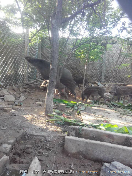 苏州野猪苗批发 南通特种野猪肉价格 