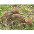 衡水野猪|衡水野猪养殖\衡水野猪销售 