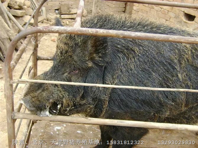 邯郸野猪苗价格小野猪饲养场批发野猪肉 