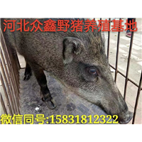 河南野猪养殖技术-河南野猪价格-河南特种养殖基地 