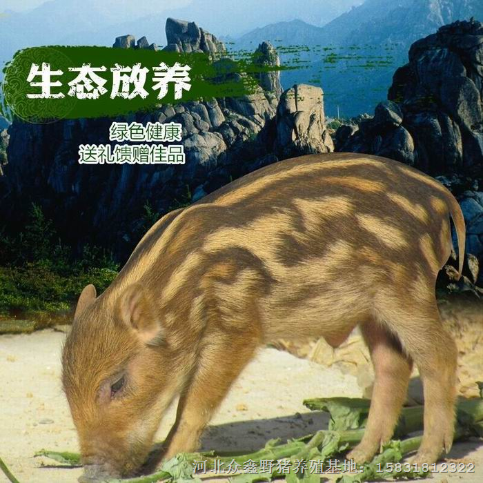河北野猪肉价格  邯郸魏县野猪养殖示范中心 