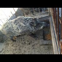 三门峡特种野猪肉 商丘纯种野猪养殖基地 